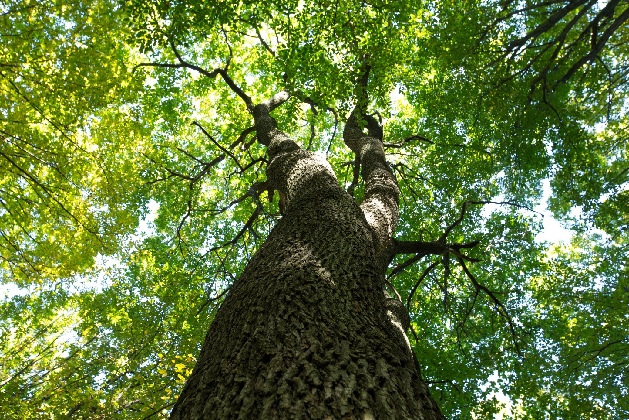 forest trees